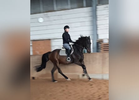 Sportivo Tedesco / Sportivo della Germania, Castrone, 3 Anni, 168 cm, Baio nero