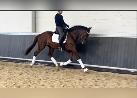 Sportivo Tedesco / Sportivo della Germania, Castrone, 3 Anni, 170 cm, Sauro
