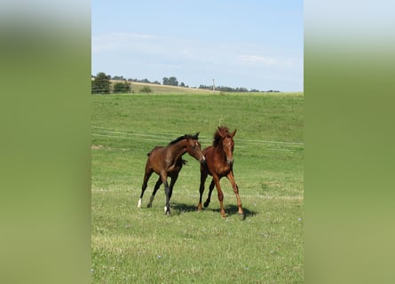 Sportivo Tedesco / Sportivo della Germania, Castrone, 3 Anni, 172 cm, Sauro