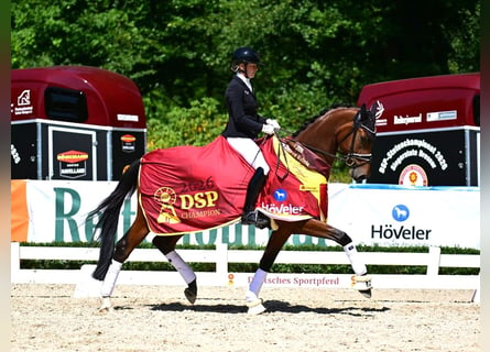Sportivo Tedesco / Sportivo della Germania, Castrone, 3 Anni, 175 cm, Baio