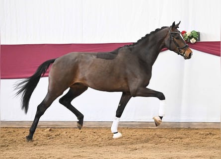 Sportivo Tedesco / Sportivo della Germania, Castrone, 3 Anni, Baio scuro