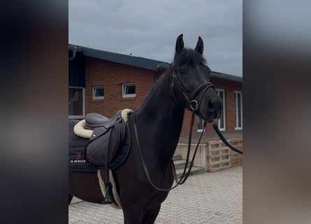 Sportivo Tedesco / Sportivo della Germania, Castrone, 4 Anni, 153 cm, Morello