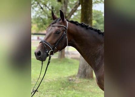 Sportivo Tedesco / Sportivo della Germania, Castrone, 4 Anni, 164 cm, Baio