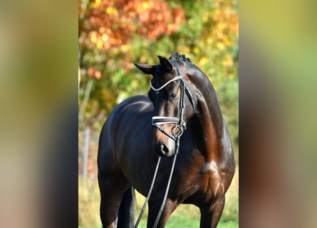 Sportivo Tedesco / Sportivo della Germania, Castrone, 4 Anni, 165 cm, Baio scuro