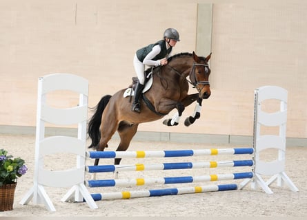 Sportivo Tedesco / Sportivo della Germania, Castrone, 4 Anni, 166 cm, Baio