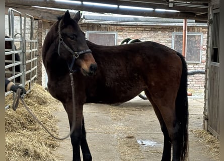 Sportivo Tedesco / Sportivo della Germania, Castrone, 4 Anni, 166 cm, Baio scuro