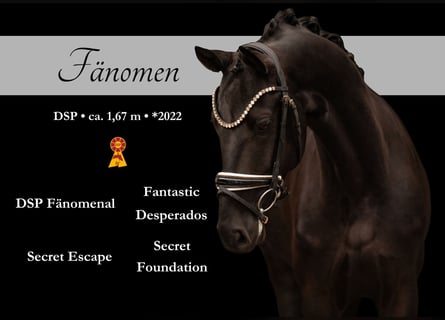 Sportivo Tedesco / Sportivo della Germania, Castrone, 4 Anni, 166 cm, Morello