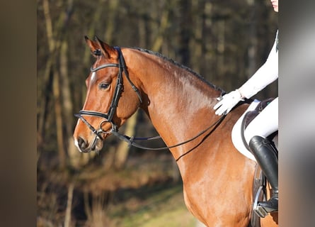 Sportivo Tedesco / Sportivo della Germania, Castrone, 4 Anni, 167 cm, Baio