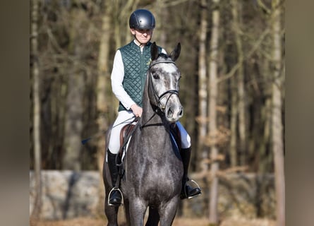 Sportivo Tedesco / Sportivo della Germania, Castrone, 4 Anni, 167 cm, Grigio