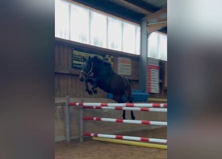 Sportivo Tedesco / Sportivo della Germania, Castrone, 4 Anni, 168 cm, Baio nero