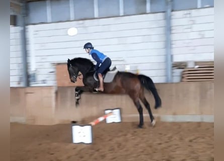 Sportivo Tedesco / Sportivo della Germania, Castrone, 4 Anni, 168 cm, Baio nero