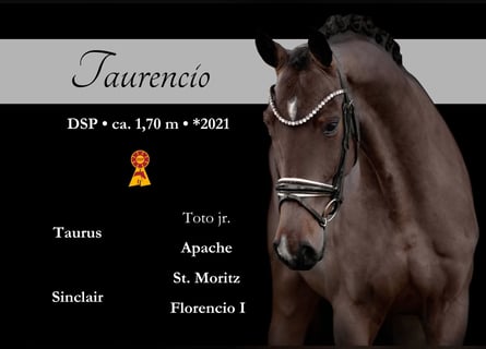 Sportivo Tedesco / Sportivo della Germania, Castrone, 4 Anni, 168 cm, Baio scuro