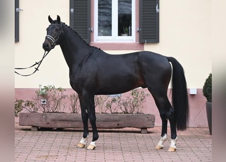Sportivo Tedesco / Sportivo della Germania, Castrone, 4 Anni, 168 cm, Baio scuro