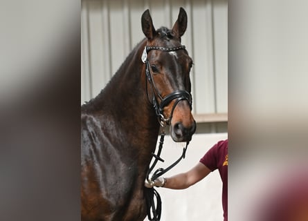 Sportivo Tedesco / Sportivo della Germania, Castrone, 4 Anni, 168 cm, Baio scuro