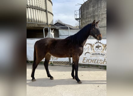 Sportivo Tedesco / Sportivo della Germania, Castrone, 4 Anni, 168 cm, Baio scuro