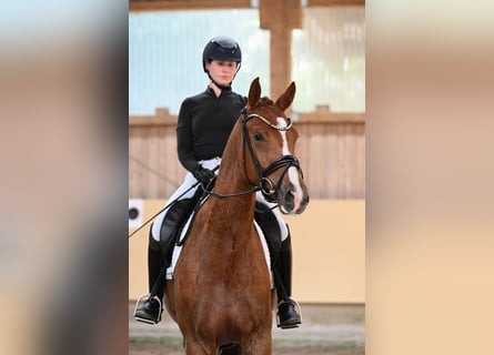 Sportivo Tedesco / Sportivo della Germania, Castrone, 4 Anni, 168 cm, Sauro