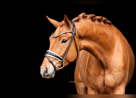 Sportivo Tedesco / Sportivo della Germania, Castrone, 4 Anni, 168 cm, Sauro