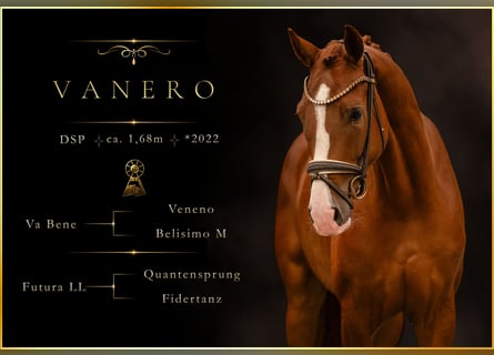 Sportivo Tedesco / Sportivo della Germania, Castrone, 4 Anni, 168 cm, Sauro scuro