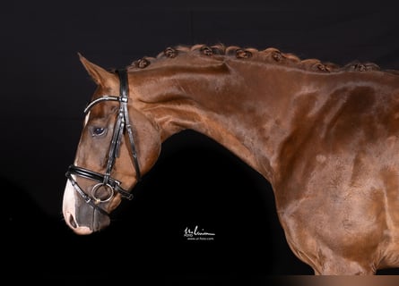 Sportivo Tedesco / Sportivo della Germania, Castrone, 4 Anni, 169 cm, Sauro scuro
