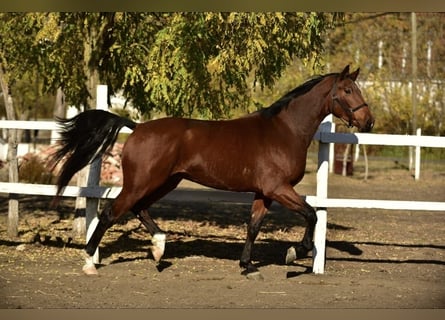 Sportivo Tedesco / Sportivo della Germania, Castrone, 4 Anni, 171 cm, Baio