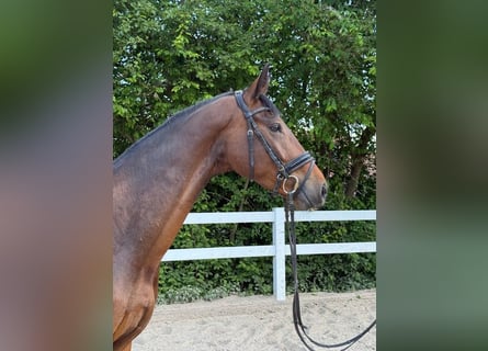Sportivo Tedesco / Sportivo della Germania, Castrone, 4 Anni, 172 cm, Baio