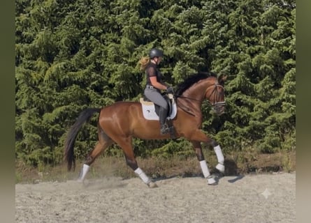 Sportivo Tedesco / Sportivo della Germania, Castrone, 4 Anni, 175 cm, Baio