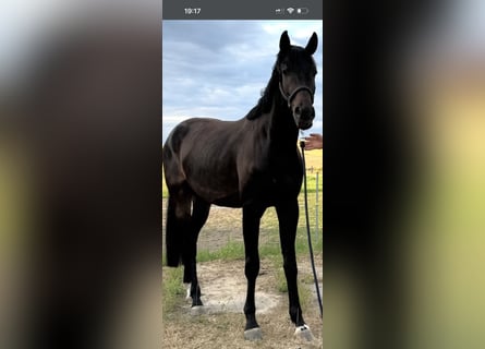Sportivo Tedesco / Sportivo della Germania, Castrone, 4 Anni, 175 cm, Baio nero