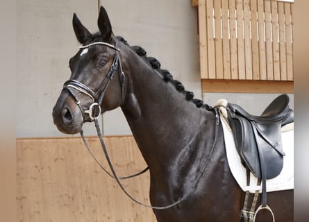 Sportivo Tedesco / Sportivo della Germania, Castrone, 4 Anni, 178 cm, Baio nero