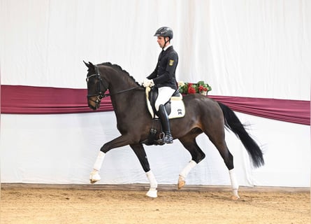 Sportivo Tedesco / Sportivo della Germania, Castrone, 4 Anni, Baio nero