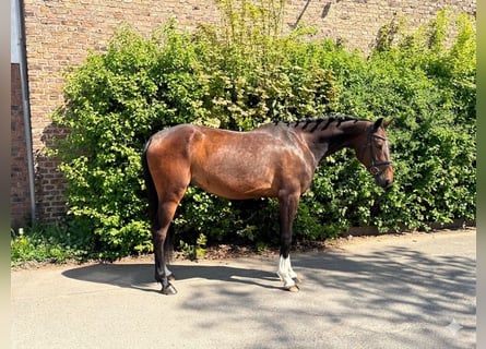 Sportivo Tedesco / Sportivo della Germania, Castrone, 5 Anni, 163 cm, Baio