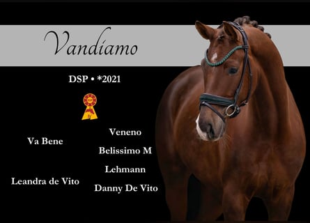 Sportivo Tedesco / Sportivo della Germania, Castrone, 5 Anni, 165 cm, Sauro scuro