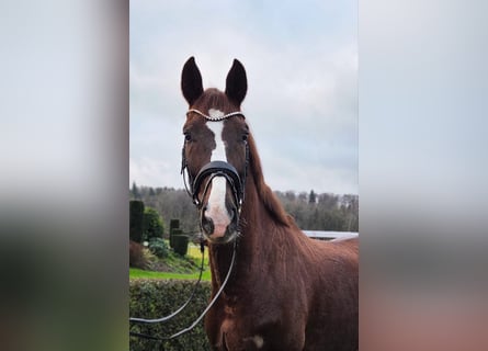 Sportivo Tedesco / Sportivo della Germania, Castrone, 5 Anni, 165 cm, Sauro scuro