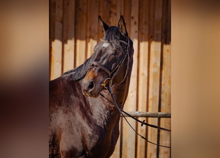 Sportivo Tedesco / Sportivo della Germania, Castrone, 5 Anni, 166 cm, Baio scuro