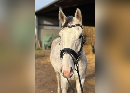 Sportivo Tedesco / Sportivo della Germania, Castrone, 5 Anni, 166 cm, Grigio