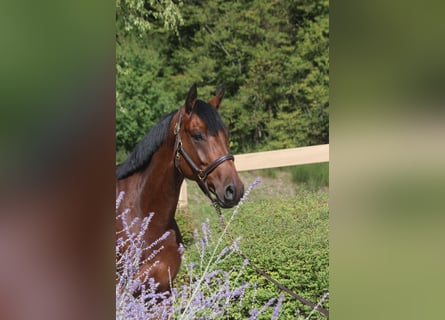 Sportivo Tedesco / Sportivo della Germania, Castrone, 5 Anni, 167 cm, Baio scuro