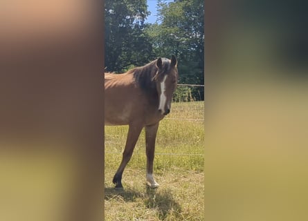 Sportivo Tedesco / Sportivo della Germania, Castrone, 5 Anni, 168 cm, Sauro