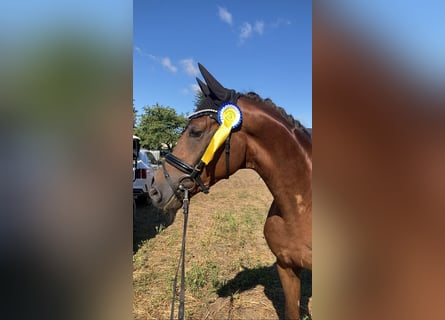 Sportivo Tedesco / Sportivo della Germania, Castrone, 5 Anni, 168 cm, Sauro scuro