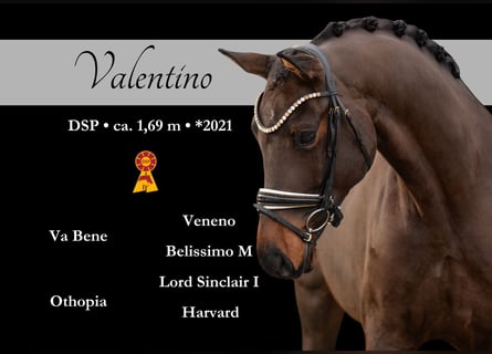 Sportivo Tedesco / Sportivo della Germania, Castrone, 5 Anni, 169 cm, Baio