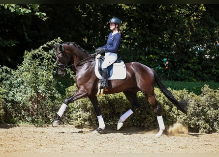 Sportivo Tedesco / Sportivo della Germania, Castrone, 5 Anni, 169 cm, Baio nero