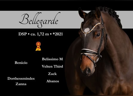 Sportivo Tedesco / Sportivo della Germania, Castrone, 5 Anni, 172 cm, Baio scuro