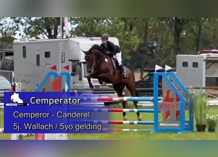 Sportivo Tedesco / Sportivo della Germania, Castrone, 5 Anni, 174 cm, Baio scuro