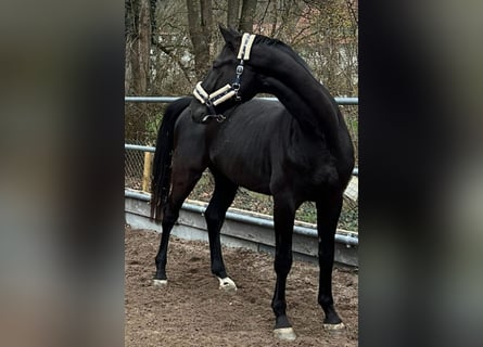Sportivo Tedesco / Sportivo della Germania, Castrone, 5 Anni, 174 cm, Morello