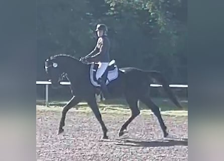 Sportivo Tedesco / Sportivo della Germania, Castrone, 5 Anni, 174 cm, Morello