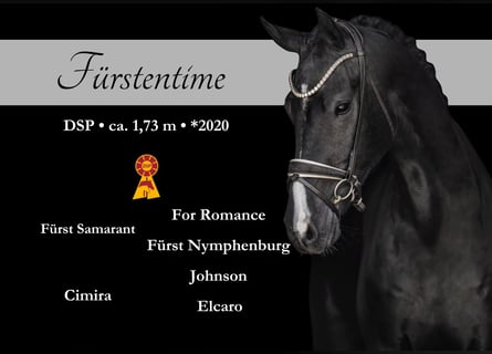 Sportivo Tedesco / Sportivo della Germania, Castrone, 5 Anni, 174 cm, Morello