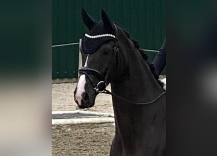 Sportivo Tedesco / Sportivo della Germania, Castrone, 5 Anni, 175 cm, Morello