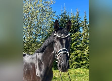 Sportivo Tedesco / Sportivo della Germania, Castrone, 5 Anni, 177 cm, Morello