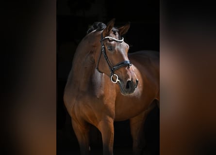 Sportivo Tedesco / Sportivo della Germania, Castrone, 5 Anni, 180 cm, Baio scuro