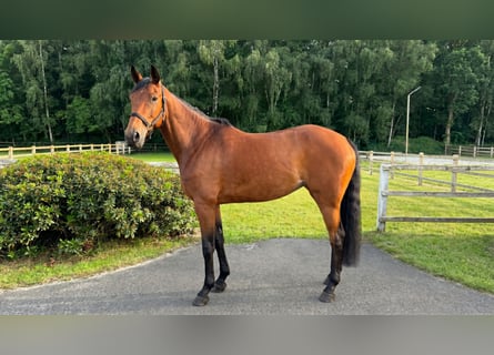 Sportivo Tedesco / Sportivo della Germania, Castrone, 5 Anni, Baio