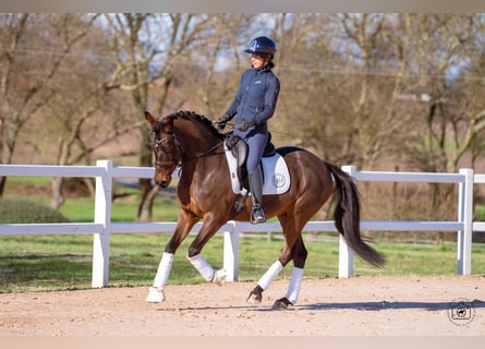 Sportivo Tedesco / Sportivo della Germania, Castrone, 6 Anni, 149 cm, Baio