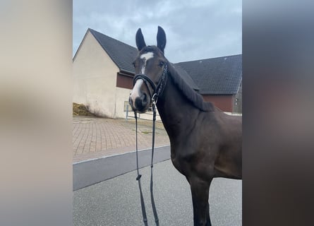 Sportivo Tedesco / Sportivo della Germania, Castrone, 6 Anni, 165 cm, Baio scuro